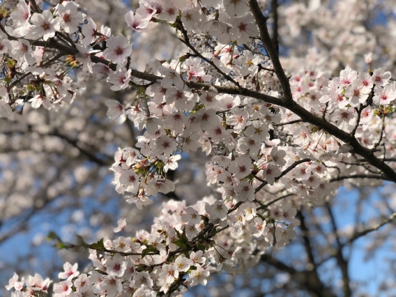ブレーブス桜　満開【H30.3.31】